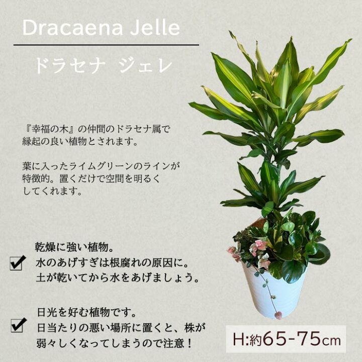 title>【95%OFF!】 ガジュマル 3号 アンティーク鉢 開運 観葉植物 インテリア ギフト 引っ越し祝い flyingjeep.jp title>【95%OFF!】 ガジュマル 3号 アンティーク鉢 開運 観葉植物 インテリア ギフト 引っ越し祝い flyingjeep.jp