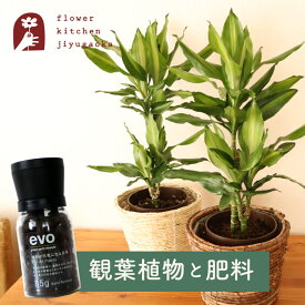 【あす楽】 観葉植物 ドラセナ ジェレ 6号鉢 丸カゴ + evo 植物が元気になる肥料 85g 幸福の木 evo 肥料 育てやすい お祝い プレゼント ギフト 御祝 開店祝 開業祝 新築祝 引っ越し祝い 結婚祝 新生活【送料無料】植物 法人 FKTK