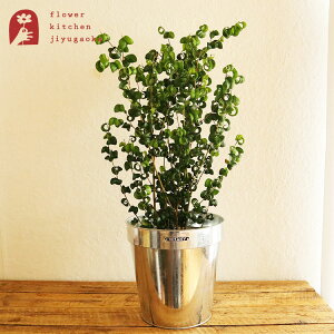 yyz(ϗt)w xW~ obN 6 _g KoiCYh|bgJo[ xK865-1095-22 DULTON AƔJo[̃ZbgϗtA A ̔ a JX zj Vzj C