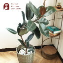 【あす楽】観葉植物 曲がり仕立て フィカス バーガンディ 7号 北欧スタイル ローグコルン 鉢カバー 観葉植物 クロゴム ゴムの木 育てやすい 鉢植え 誕生日 開店 引越し祝い 新築祝い インテリア 【送料無料】植物 グリーン ギフト 法人 FKTK