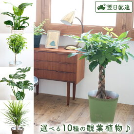 開店祝い 観葉植物 パキラ 鉢植え 7号 鉢 選べる観葉植物 【選べるカゴ付き】【受け皿付き】育てやすい 季節の花鉢シリーズ 鉢植え リポット 販売 誕生日 引越し祝い 新築祝い インテリア 【送料無料】【ギフト】 FKTK