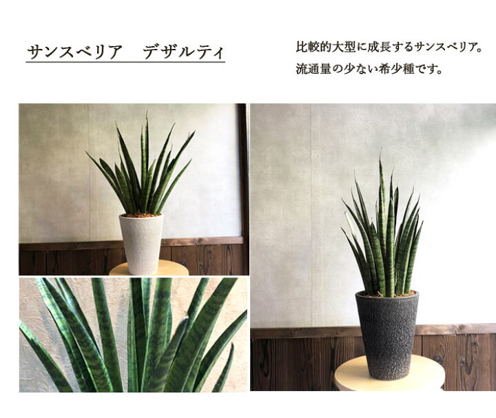 楽天市場】(観葉） 『 サンスベリア7号 選べる4品種 』 ミカド 