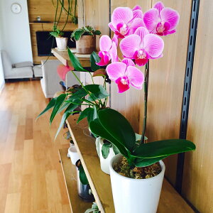 Yn̉ԃMtgyA-73zy}CNӒ@P 1{ 2.5 sNn܂zŖm̌Ӓ R`Ej/a/җ//Ď//LO//A/