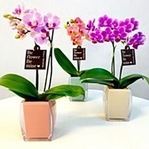 Yn̉ԃMtgy}CNӒ@NG 1{ 2.5 sNn܂zŖm̌Ӓ R`Ej/a/җ//Ď//LO//A/L