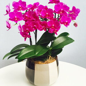 Yn̉ԃMtgyA-147zy~fBӒ 3{sNn܂ mgR5zŖm̌Ӓ R`Ej/a/җ//Ď//LO//