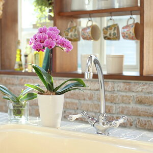 Yn̉ԃMtgyA-384zy~fBӒ 1{ 4 sNn܂zŖm̌Ӓ R`Ej/a/җ//Ď//LO//A/LOi/