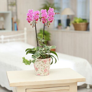 Yn̉ԃMtgyA-108zy~fBӒ ԕϗt 2{ 4.5 sNn܂zŖm̌Ӓ R`Ej/a/җ//Ď//LO/