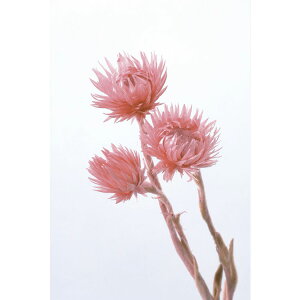 y76-32001-210z A[gt[ ~jVo[f[W[@25g t{[Y 1@Ԏ H| FKTS