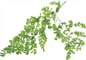 楽天市場 プリザーブドフラワー花材 種類 植物 アジアンタム 花 観葉植物用品 花 観葉植物 花 ガーデン Diyの通販