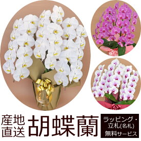 【送料無料】産地直送！胡蝶蘭の鉢植え【3本立て33輪以上】開店祝い・開業祝い・周忌法要・法人贈答などにおすすめ！お歳暮 お年賀にも【ヤマト運輸でお届け】【画像配信】