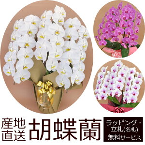 yzYnIӒ̔Ay3{33ֈȏzJXjEJƏjE@vE@lȂǂɂ߁IΕ Nɂy}g^Ał͂zy摜zMz