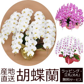【送料無料】産地直送！胡蝶蘭の鉢植え【7本立て77輪以上】開店祝い・開業祝い・周忌法要・法人贈答などにおすすめ！お歳暮 お年賀にも【佐川急便でお届け】【画像配信】