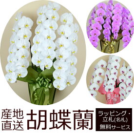 【送料無料】産地直送！胡蝶蘭の鉢植え【3本立て39輪以上】開店祝い・開業祝い・周忌法要・法人贈答などにおすすめ！お歳暮 お年賀にも【ヤマト運輸でお届け】【画像配信】