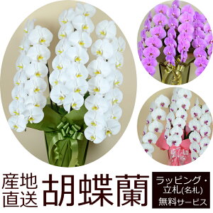 yzYnIӒ̔Ay3{39ֈȏzJXjEJƏjE@vE@lȂǂɂ߁IΕ Nɂy}g^Ał͂zy摜zMz