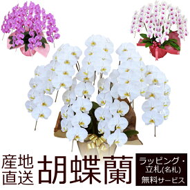 【送料無料】産地直送！胡蝶蘭の鉢植え【7本立て63輪以上】開店祝い・開業祝い・周忌法要・法人贈答などにおすすめ！お歳暮 お年賀にも【佐川急便でお届け】【画像配信】