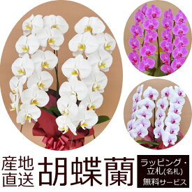 【送料無料】産地直送！胡蝶蘭の鉢植え【2本立て22輪以上】開店祝い・開業祝い・周忌法要・法人贈答などにおすすめ！お歳暮 お年賀にも【ヤマト運輸でお届け】【画像配信】