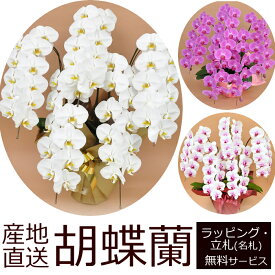 【送料無料】産地直送！胡蝶蘭の鉢植え【5本立て55輪以上】開店祝い・開業祝い・周忌法要・法人贈答などにおすすめ！お歳暮 お年賀にも【ヤマト運輸でお届け】【画像配信】