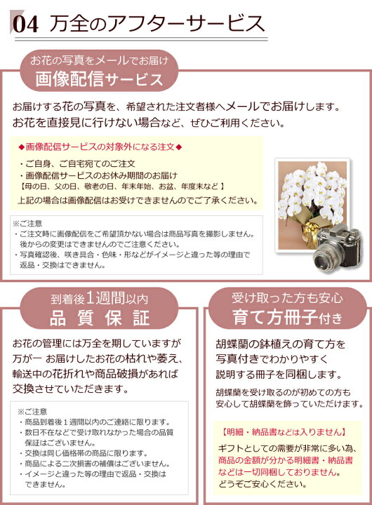 楽天市場】【送料無料】産地直送！胡蝶蘭の鉢植え【5本立て55輪以上  