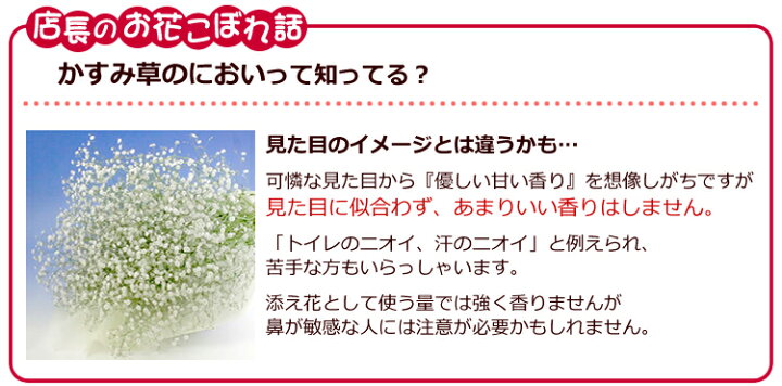 単品販売カスミソウ 生花 価格は1本分です 必要本数をご購入下さい 送料とラッピング代金を承ります 通常便なら送料無料