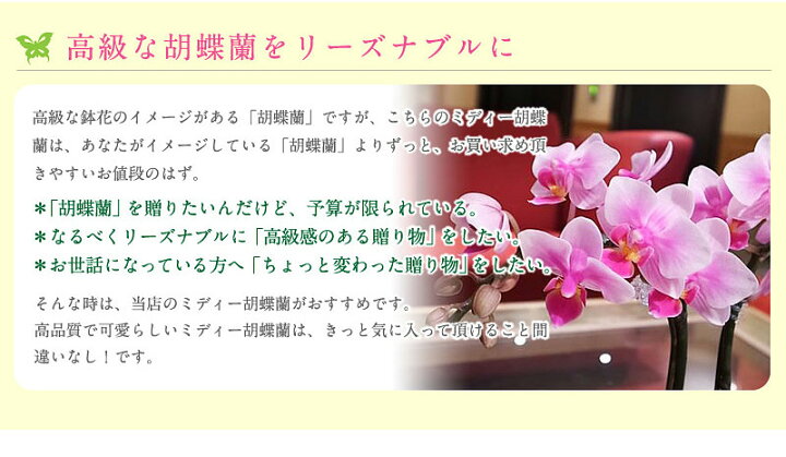 1914円 超特価激安 胡蝶蘭 花 プレゼント 誕生日花 転勤花 退職花
