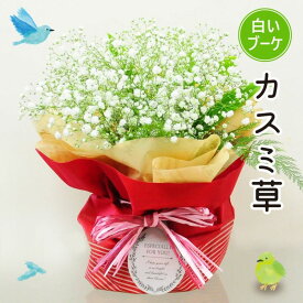 【明日お届け12時まで受付】そのまま飾れる不思議なブーケ 【ホワイトデー 花 合格祝 卒業祝 入学祝 就職祝 退職祝花瓶いらず 花束 プレゼント ブーケ 誕生日 花瓶不要 お祝い 結婚記念日 おしゃれ かわいい 女性 袋付き 明日 急ぎ 明日着 配送 花 エーデルワイス 】