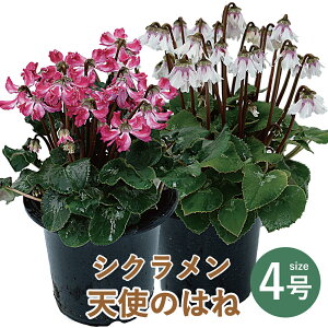 Yn VN  4 Ε NX}X EC^[Mtg ~Mtg G[fCXԍH[ Ε ԃMtg  Yn a LO VNVĝ͂ 4