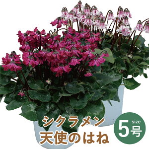  _ YnVN Ε a j JXj  N 킢 5 t[Mtg  ~ 蕨 v[g G[fCX Yn VN Vĝ͂ 5