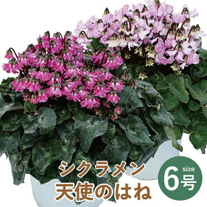 _ƒVN Ε a j JXj  N 킢 6 t[Mtg  ~ 蕨 v[g G[fCX Yn VN Vĝ͂ 6