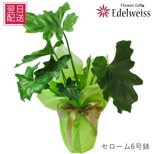 観葉植物 室内用 花 ギフト 誕生日プレゼント セローム 6号鉢 観葉植物 鉢花贈る 贈り物 お花宅配 観葉植物宅配 観葉植物配送 開店祝い 移転祝い 新築祝い おしゃれ インテリア 室内