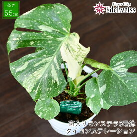 斑入りモンステラ 6号鉢 観葉植物 陶器鉢 インテリア 室内用 希少品 ギフト 誕生日 プレゼント 観葉植物 開店祝い 移転祝い 新築祝い おしゃれ