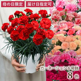 母の日 産地直送 カーネーション 6号 鉢植 全8色から選べる 日付指定可 【母の日 花 ギフト プレゼント 母の日 鉢植え 母の日 ギフト 2026 祖母 義母 エーデルワイス花の贈り物】