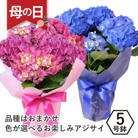 母の日ギフト 2024 花 贈る ピンク系 ブルー系で品種はおまかせ アジサイの鉢花 5号鉢