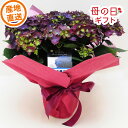 母の日 まだ間に合う 2026 プレゼント アジサイ 鉢植え 5号 ディープパープル 母の日ギフト 紫陽花 60代 70代 80代 お母さん 義母 祖母 珍しい 希少品種 色が変わる 5号鉢 鉢花 お花 おしゃれ 高級 長持ち 感謝 贈り物 人気 おすすめ 鉢植え花 花鉢 2026年 フラワーギフト 鉢