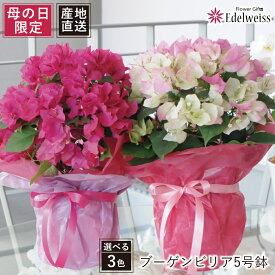 母の日 ギフト 産地直送 ブーゲンビリア 鉢植え 5号鉢 ホットピンク ライトピンク 色が選べる【母の日 2026 花 プレゼント 鉢植え 毎年 咲く お花 人気 珍しい 花 鉢植え 母の日 鉢植え 母の日お花 母の日の花 長持ち 鉢 母の日贈り物】