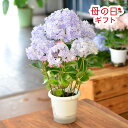 母の日 まだ間に合う 2026 プレゼント アジサイ 鉢植え 5号 万華鏡 ブルー 母の日ギフト 紫陽花 60代 70代 80代 お母さん 義母 祖母 珍しい 希少品種 5号鉢 鉢花 お花 贈り物 おしゃれ 高級 長持ち 感謝 2026年 贈り物 フラワーギフト 鉢植え花 花鉢 人気 おすすめ あじさい
