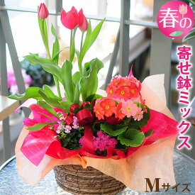 楽天市場 誕生日 プレゼント 鉢植えの通販