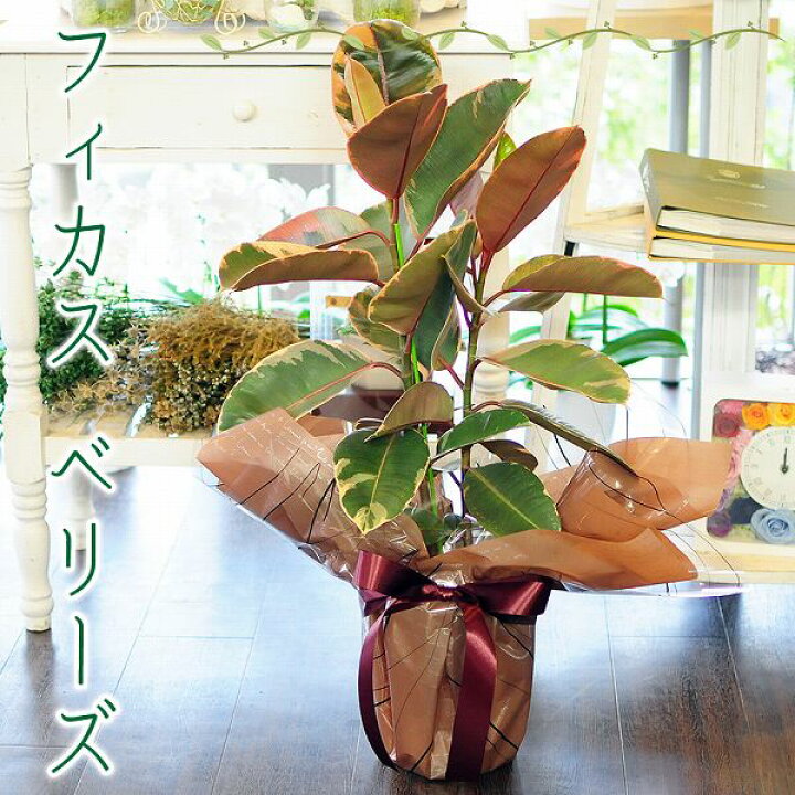楽天市場 観葉植物 開店祝い ギフト フィカス ベリーズ 7号鉢 ゴムの木 鉢花贈る 贈り物 送料無料 花 宅配 配送 誕生日プレゼント 開店祝い 移転祝い 新築祝い おしゃれ インテリア 室内 エーデルワイス 花宅配花屋ギフト