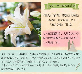 楽天市場 花束 誕生日 ユリ 花束 ギフト 生花 花束 お供え ユリ カサブランカ 花束 転勤花 退職花 昇進花 昇格花 栄転花 就任祝い花 ギフト 誕生日 カサブランカの花束 大輪系 15輪以上 記念日花束 お祝い花束 誕生日 結婚祝 結婚記念日 発表会 合格祝い 送別会 転勤 異動