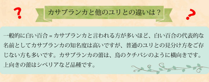 楽天市場 バレンタイン 花束 フラワーバレンタイン 花 プレゼント ユリ 花束 ギフト カサブランカ 誕生日 フラワーギフト 花 記念日 お供え 生花 百合 お祝い 結婚記念日 結婚祝い 退職祝い 送別会 送料無料 発表会 カサブランカの花束 大輪系 15輪以上 エーデルワイス