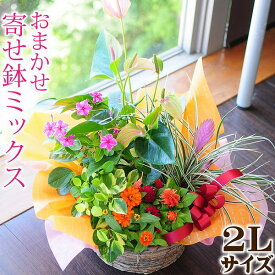 楽天市場 花 ギフト 誕生日 寄せ植えの通販