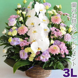 お供え 花 供花 蘭 アレンジメント お悔み 花 お供え物 枕花 初七日 命日 四十九日 一周忌 三回忌 故人 御供 供養 法事 法要 お盆 新盆 初盆 お彼岸 喪中 ペット 花 仏花 生花 エーデルワイス お悔やみの花 蘭のお供え花 アレンジメント 3Lサイズ