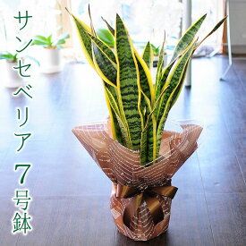 観葉植物 室内用 サンセベリア 7号鉢 ギフト 誕生日プレゼント サンセベリア 7号鉢 サンスベリア サンセデリア ローレンチ 送料無料 花贈る 送別会 退職祝い 開店祝い 移転祝い 新築祝い おしゃれ インテリア 室内 サンセベリア 7号鉢