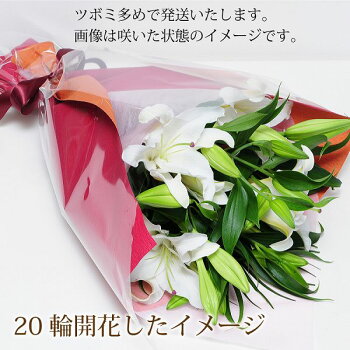 楽天市場 花束 誕生日 ユリ カサブランカ 花束 転勤花 退職花 昇進花 昇格花 栄転花 就任祝い花 誕生日花 卒業祝い花 歓送迎会花 卒業祝い花束 ギフト 生花 花束 お供え 誕生日 花束 ギフト カサブランカの花束 大輪系 30輪以上 送料無料 翌日配達花束 記念日花束