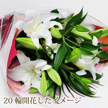 楽天市場 花束 誕生日 ユリ カサブランカ 花束 転勤花 退職花 昇進花 昇格花 栄転花 就任祝い花 誕生日花 卒業祝い花 歓送迎会花 卒業祝い花束 ギフト 生花 花束 お供え 誕生日 花束 ギフト カサブランカの花束 大輪系 30輪以上 送料無料 翌日配達花束 記念日花束