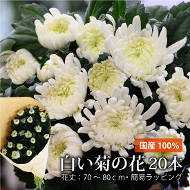 楽天市場 菊の花の通販