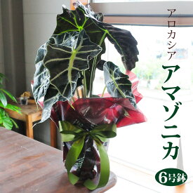 楽天市場 アロカシア アマゾニカの通販