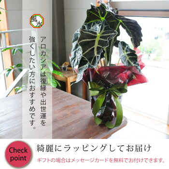 楽天市場 観葉植物 アロカシア アマゾニカ 6号鉢 クワズイモ 送料無料 風水 南国 開店祝い 移転祝い 新築祝い おしゃれ インテリア 室内 新築祝い 花 ギフト 誕生日 プレゼント エーデルワイス 花宅配花屋ギフト