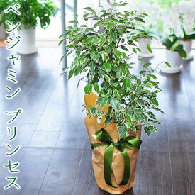 すべての美しい花の画像 トップ100観葉 植物 ベンジャミン 風水