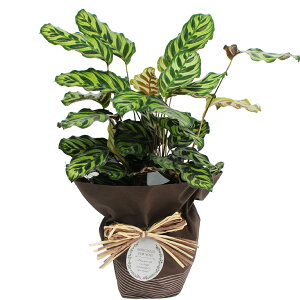 Xgrhdz4kfzwxem Xgrhdz4kfzwxem