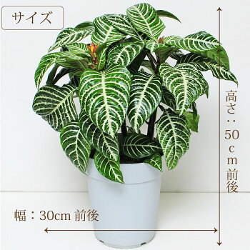 楽天市場 観葉植物 開店祝い ギフト ダニア 6号鉢 アフェランドラ ダニア アフェランドラ スクアローサ ダニア 鉢花贈る 贈り物 送料無料 花 開店祝い 移転祝い 新築祝い おしゃれ インテリア 室内 エーデルワイス 花宅配花屋ギフト